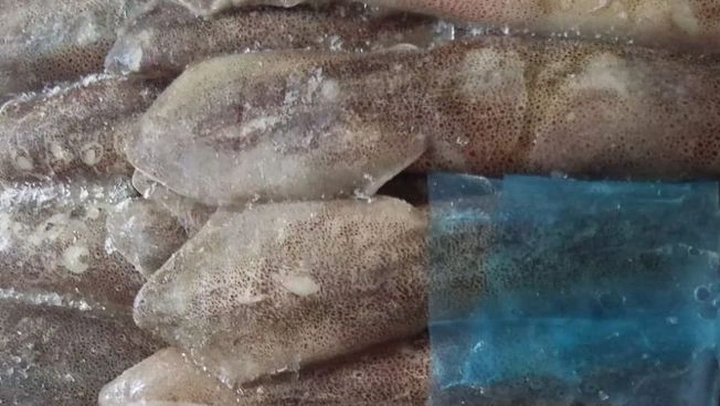 calamar patagonico